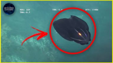 Eles encontraram essa criatura ACIDENTALMENTE no fundo do mar! 8 Eles encontraram essa criatura ACIDENTALMENTE no fundo do mar!