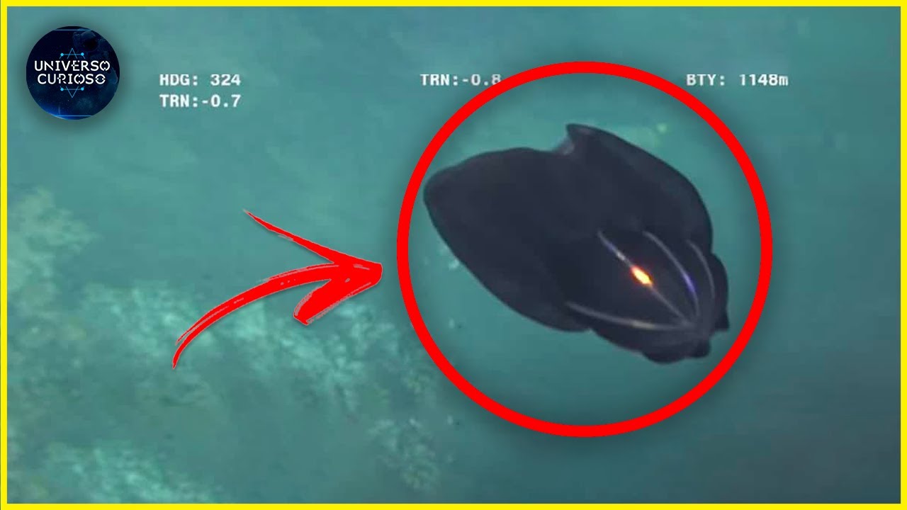 Eles encontraram essa criatura ACIDENTALMENTE no fundo do mar!
