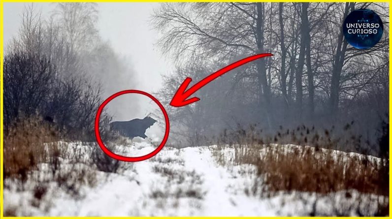 Vacas de Chernobyl enlouqueceram e têm comportamentos estranhos... 1 Vacas de Chernobyl enlouqueceram e têm comportamentos estranhos...
