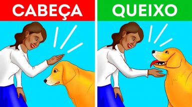 Como se Aproximar de Um Cachorro de Um Jeito Certo e Seguro 2 Como se Aproximar de Um Cachorro de Um Jeito Certo e Seguro