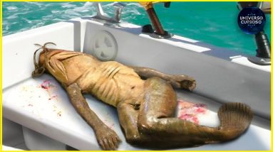 Uma sereia foi capturada na Tailândia? 14 Uma sereia foi capturada na Tailândia?