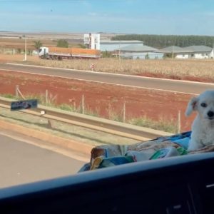 A cachorrinha mais viajada do Brasil eita essa noite deu frio que fui para em um hotel. 2 A cachorrinha mais viajada do Brasil eita essa noite deu frio que fui para em um hotel.