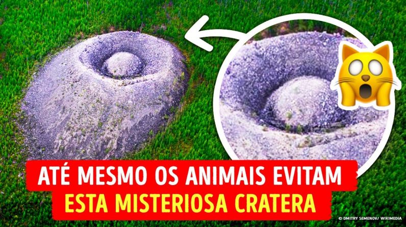 Objeto Misterioso na Mata, que Até Mesmo os Animais Evitam 1 Objeto Misterioso na Mata, que Até Mesmo os Animais Evitam
