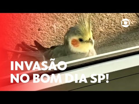 Calopsita invade jornal ao vivo da Globo em São Paulo! | Mais Você | TV Globo