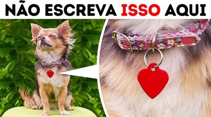 Nunca Deixe Ninguém Tirar Uma Foto Do Seu Cachorro