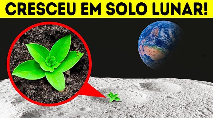 Cientistas Cultivaram Plantas com Sucesso em Solo Lunar