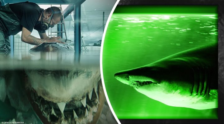 13 Histórias sobre o Kraken: Casos Verídicos de Ataques de Tubarão e Aparecimento de Monstros!