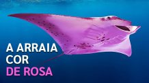 Cientistas Descobriram Por Que Esta Arraia é Rosa + 7 Outros Animais Encontrados Apenas na Austrália