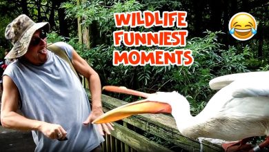 It's A Jungle Out There! | Funniest Wildlife Videos