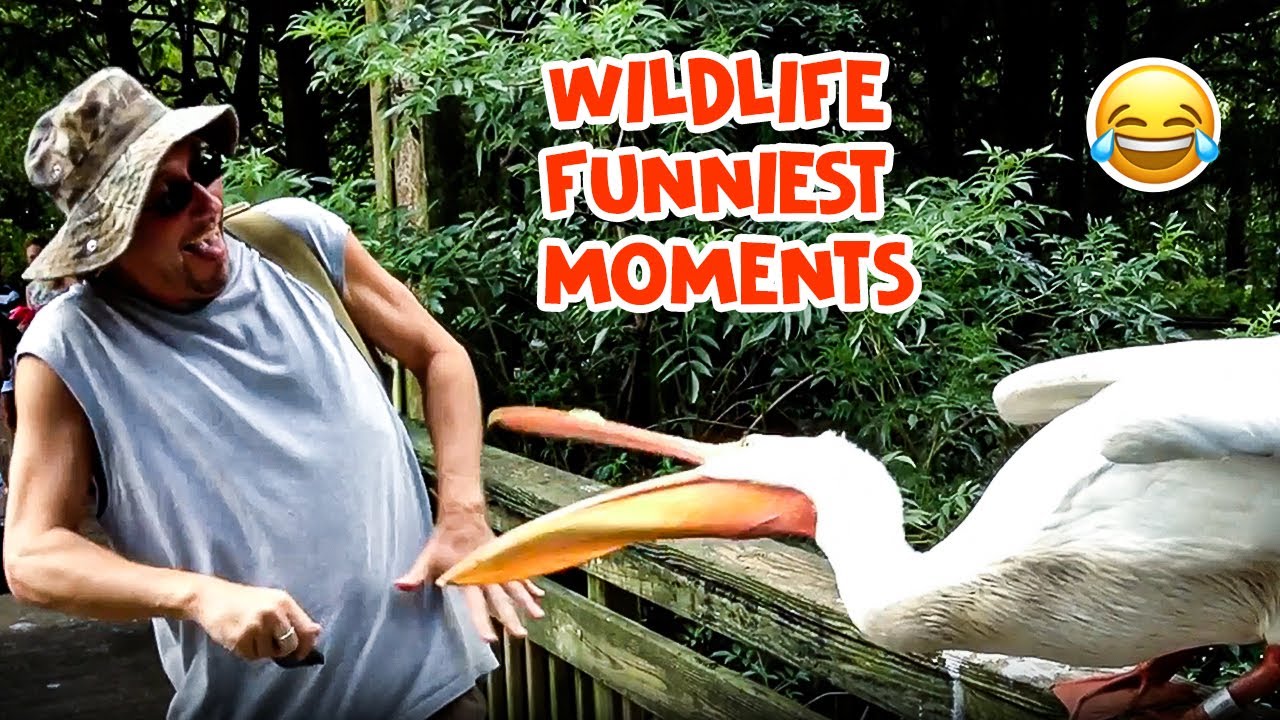 It’s A Jungle Out There! | Funniest Wildlife Videos