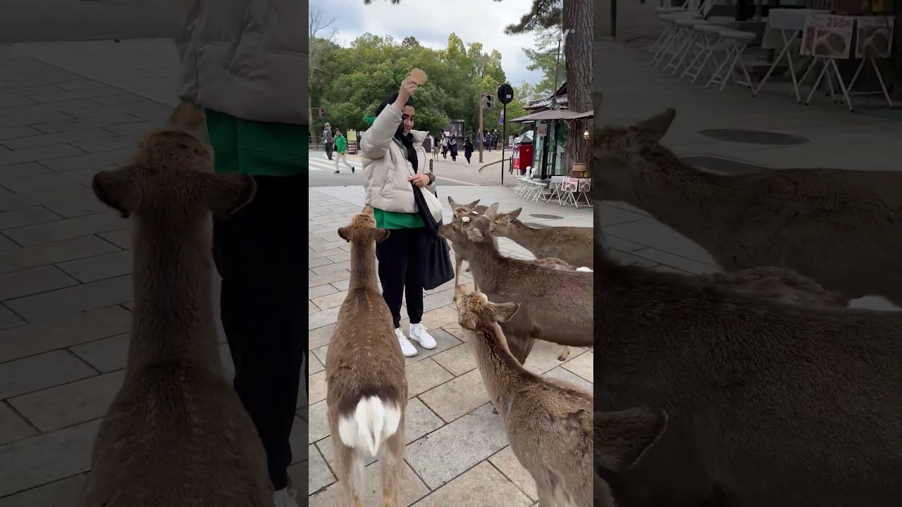 Wait, Japan has deer instead of pigeons?!  ??