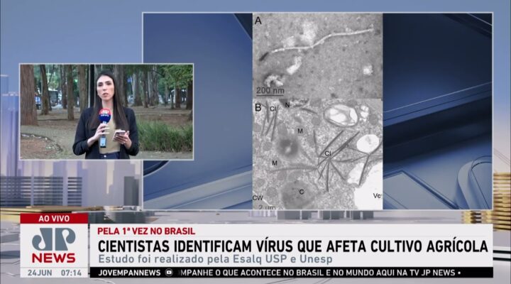 Cientistas identificam vírus que afeta cultivo agrícola