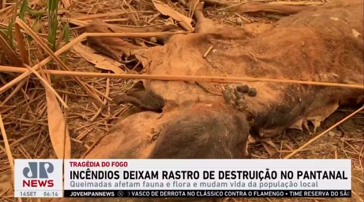 Incêndios deixam rastro de destruição no Pantanal